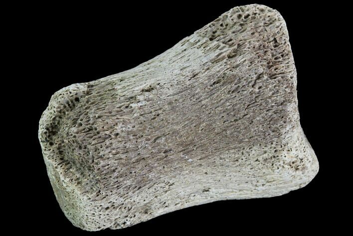 Hadrosaur Finger Bone - Alberta (Disposition #-) #95162
